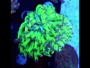 Euphyllia paraancora Hammer Venom Kiss 2 Köpfe WYSIWYG - DNZ / 444 – Video