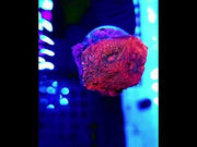 Echinophyllia Molten Moss Chalice WYSIWYG / 033 – Video