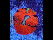 Trachyphyllia Rainbow WYSIWYG / 1403 – Video
