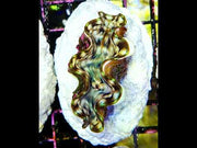 tridacna squamosa 5 - 6 cm WYSIWYG / 1456-U – Video