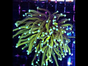 Euphyllia Glabrescens Tamer Golden Torch WYSIWYG / 771 – Video