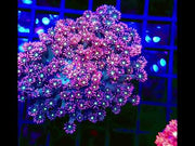 Goniopora Rainbow XL WYSIWYG / 8410 -L – Video