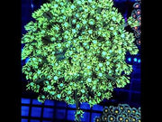 Goniopora XL WYSIWYG / 1484 -U – Video