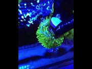 Euphyllia glabrescens Holy Grail Torch 2 Köpfe WYSIWYG / 789 – Video