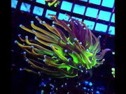 CoralPrime WYSIWYG 452 – Video 1