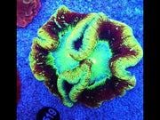 Trachyphyllia Rainbow WYSIWYG / 1402 – Video
