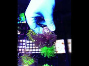 Euphyllia Glabrescens Black Torch WYSIWYG - DNZ / 722 – Video