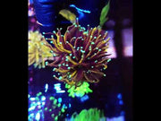 Euphyllia Glabrescens Golden Torch Hellfire 3 Köpfe WYSIWYG - DNZ / 625 – Video