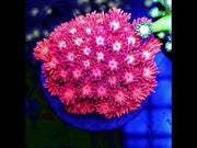 Goniopora Sakura Dream WYSIWYG - DNZ / 717 – Video