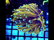 Euphyllia Glabrescens Tamer Golden Torch WYSIWYG / 587 – Video
