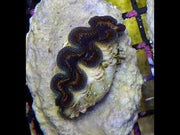 Tridacna Crocea 4 - 5 cm WYSIWYG / 1451 -D – Video