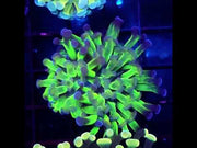 Euphyllia Branching Hammer Candy Puff WYSIWYG – DNZ / 054 – Video