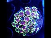 Goniopora Nova Kiss WYSIWYG - DNZ / 609 – Video
