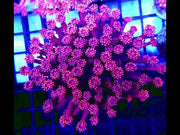 Goniopora XL WYSIWYG / 8410 - R – Video