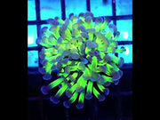 Euphyllia Branching Hammer Candy Puff WYSIWYG - DNZ / 037 – Video