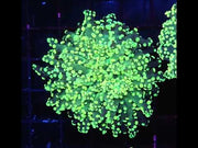 Euphyllia yaeyamaensis WYSIWYG / 216 – Video