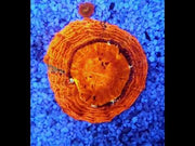acanthophyllia mastergrade WYSIWYG / 1401 -R – Video