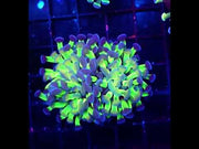 Euphyllia Branching Hammer Candy Puff 2 Köpfe WYSIWYG - DNZ / 058 – Video