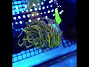 CoralPrime WYSIWYG 576 – Video 2