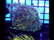 Euphyllia glabrescens Holy Grail Rapunzel Torch 3 Köpfe WYSIWYG - DNZ / 567 – Video