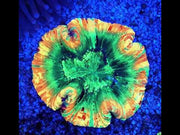 Trachyphyllia Rainbow WYSIWYG / 8412 – Video