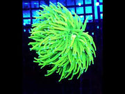 Euphyllia glabrescens Holy Grail Torch 2 Köpfe WYSIWYG / 789 – Video