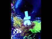 Euphyllia Glabrescens Golden Torch Hellfire 2 Köpfe WYSIWYG - DNZ / 536 – Video