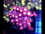 Goniopora Supernova Rose WYSIWYG - DNZ / 569 – Video