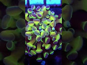 Euphyllia Branching Hammer Golden Hologram WYSIWYG - DNZ / 374 – Video