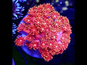 Goniopora Saffron Kiss WYSIWYG - DNZ / 630 – Video