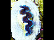 Tridacna maxima 5 - 6 cm WYSIWYG / 1439-U – Video