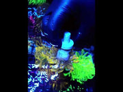 Euphyllia Glabrescens Golden Anaconda Torch WYSIWYG / 630 – Video