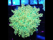 Euphyllia yaeyamaensis WYSIWYG / 417 – Video
