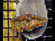 Tridacna derasa 5 - 6 cm WYSIWYG / 1919 – Video