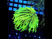 CoralPrime WYSIWYG 756 – Video 1