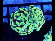 Euphyllia Holy Grail Branching Hammer 2 Köpfe WYSIWYG - DNZ / 433 – Video