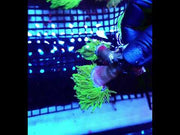 Euphyllia Glabrescens Torch Cotton Candy 2 köpfe WYSIWYG / 478 – Video