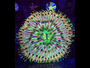 Cycloseris Rainbow – Video