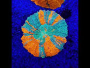 acanthophyllia mastergrade WYSIWYG / 1491 – Video