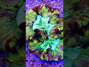 Trachyphyllia Rainbow WYSIWYG / 1496 – Video