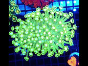 Goniopora XL WYSIWYG / 8406 -L – Video