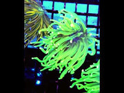 Euphyllia Glabrescens Limelight Torch Premium WYSIWYG / 500 – Video 1