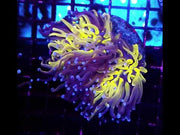 Euphyllia Glabrescens Tiger Torch WYSIWYG / 1453 -D – Video