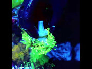 Euphyllia Glabrescens Limelight Torch 2 Köpfe Premium WYSIWYG / 702 – Video