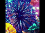 Cynarina Rainbow WYSIWYG / 1425 – Video