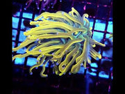 Euphyllia Glabrescens Golden Anaconda Torch WYSIWYG / 630 – Video