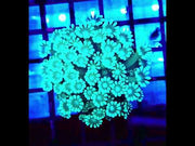 Alveopora CP Crystal Lagoon WYSIWYG - DNZ / 8406-L – Video