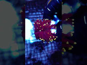Euphyllia Glabrescens Black Torch WYSIWYG - DNZ / 107 – Video