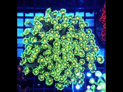 Goniopora XL WYSIWYG / 1424 -R – Video
