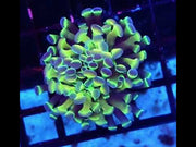 Euphyllia Branching Hammer Hologram WYSIWYG - DNZ / 022 – Video